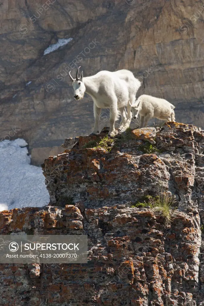 Nanny Mountain Goat and Kid, Oreamnos Americanus,on rocky ledge, Mount Timpanogas Wilderness, Uinta-Wasatch-Cache National Forest near Provo, Utah