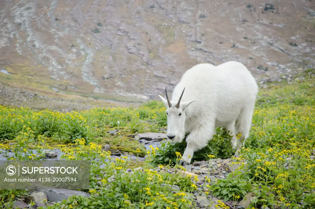 Mountain Goat( Oreamnos Americanus) feeding along creek near Hidden Lake Trail, Glacier National Park, Unesco World Heritage Site near Kalispell, Montana