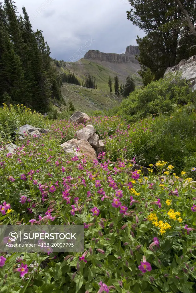 Lewis MONKEY FLOWERS, mimulus lewisii, Alaska Basin, Targhee National Forest, Idaho, wildflowers, Teton Mountains,August, PLWF-