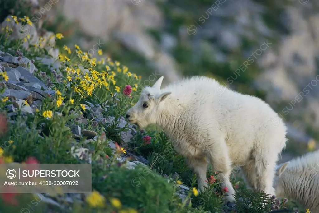 Young Mountain Goat (Oreamnos americanus) eating wildflowers.  Mt Timpanogos Wilderness Area, Wasatch Mountains, Utah.  Original:  35mm Transparency.