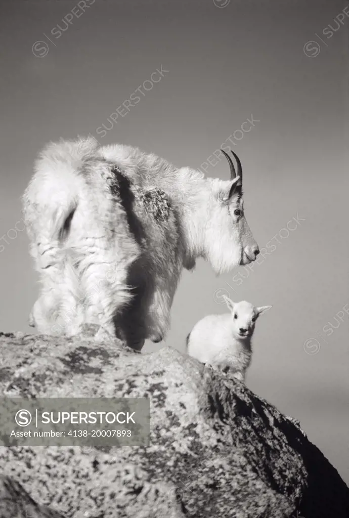 Nanny Mt. Goat(Oreamos americanus) and kid on ridge. CO.