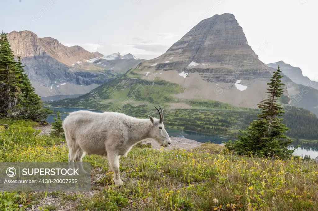 Mountain Goat, Oreamnos americanus, in wildflowers, Hidden Lake Trail, Glacier National Park, Unesco World Heritage Site near Kalispell, Montana