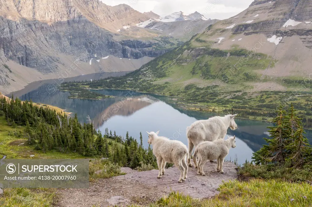 Mountain Goat, Oreamnos americanus, mother and young, Hidden Lake Trail, Glacier National Park, Unesco World Heritage Site near Kalispell, Montana