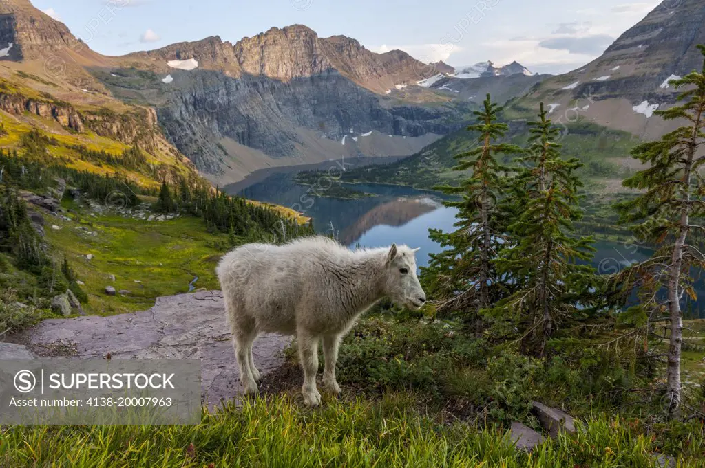 Mountain Goat, Oreamnos americanus, Hidden Lake Trail, Glacier National Park, Unesco World Heritage Site near Kalispell, Montana