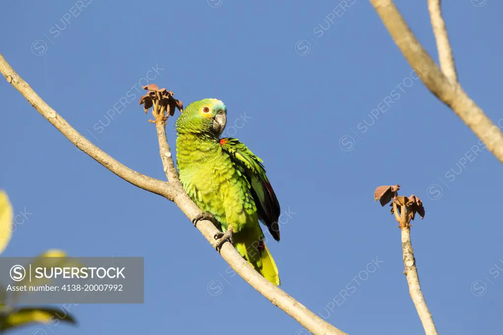 Turqouise-fronted parrot, Pouso Alegre, ecotourist lodge,  Pantanal, Mato Grosso, Brazil