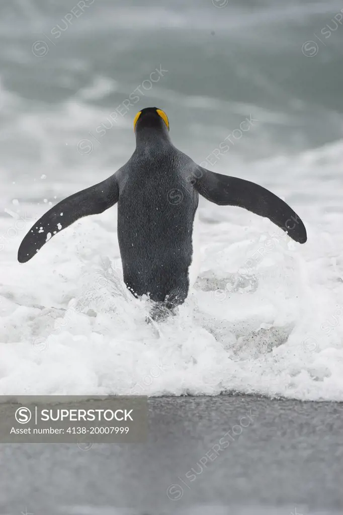 King Penguin, Aptenodytes patagonicus, swimming, St. Andrews Bay South Georgia Island