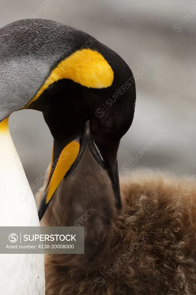 King Penguin, Aptenodytes patagonicus, adult  with young, feeding, St. Andrews Bay South Georgia Island