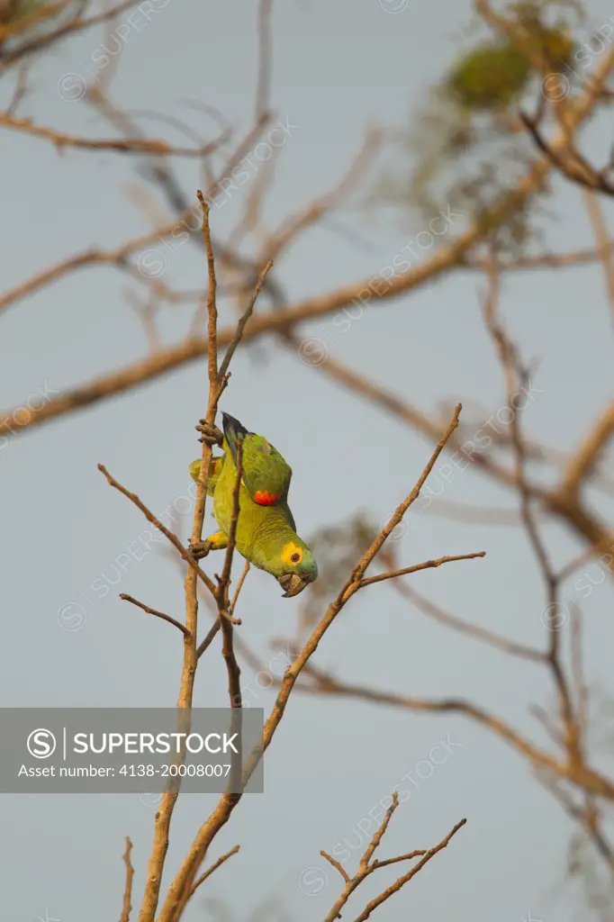 Blue-fronted Parrot, Blue-fronted Amazon, Amazona aestiva, aka Turquoise-fronted Amazon, in tree, Pantanal, Brazil, South America