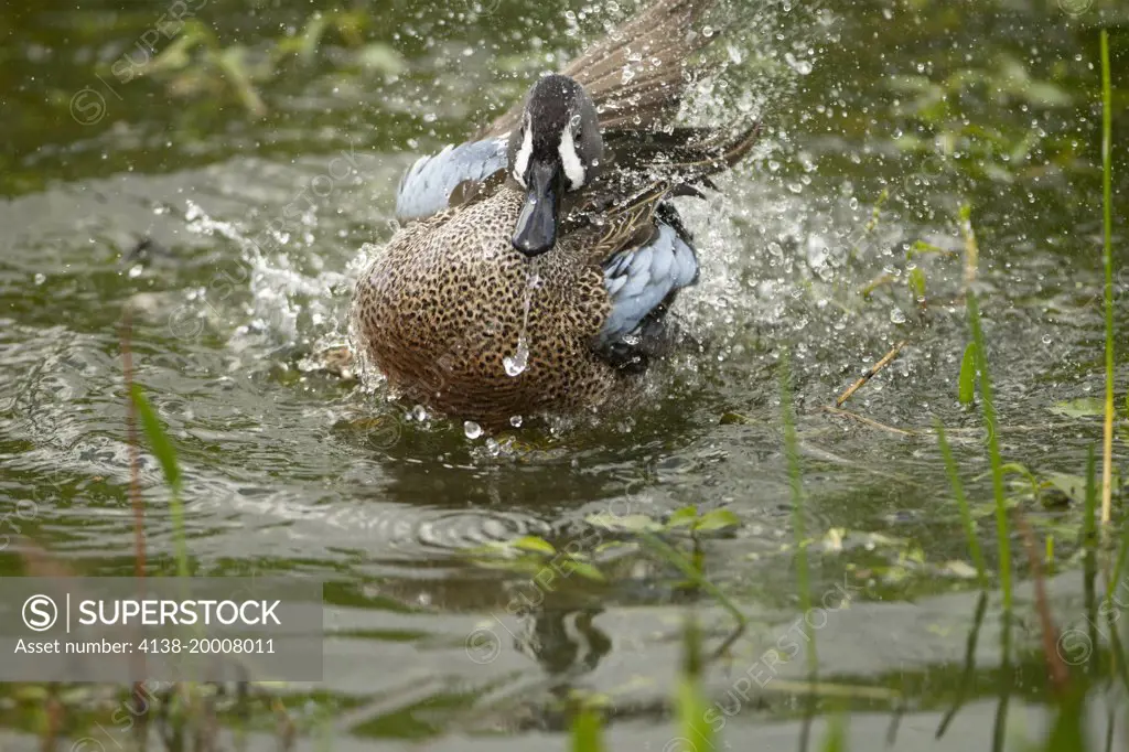 Blue-winged Teal, Anas discors, bathing in pond, Southern Florida, United States