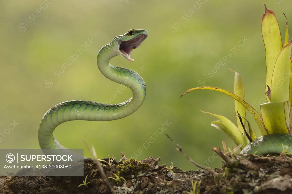 Satiny Parrot Snake, Leptophis mexicanus, arboreal viper, controlled situation, Arenal Volcano, Costa Rica, Central America