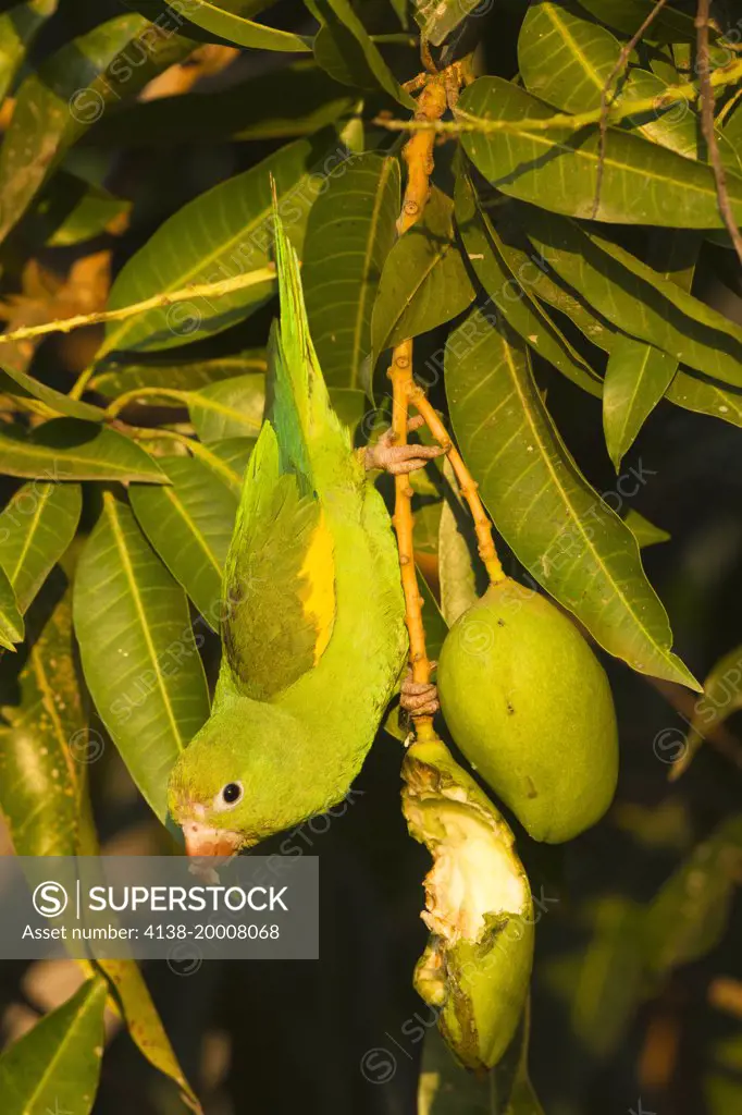 Yellow-chevroned Parakeet, Brotogeris chiriri, eating fruit, Pantanal, Brazil, South America