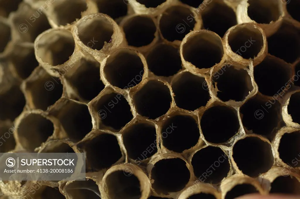 Vespid wasp nest (Vespidae), paper wasp, Vancouver, Washington, United States