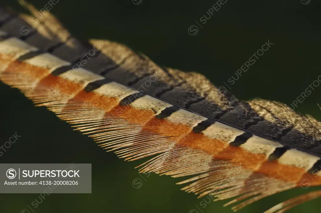 Ring-necked pheasant feather (Phasianus colchicus), Walla Walla, Washington, United States