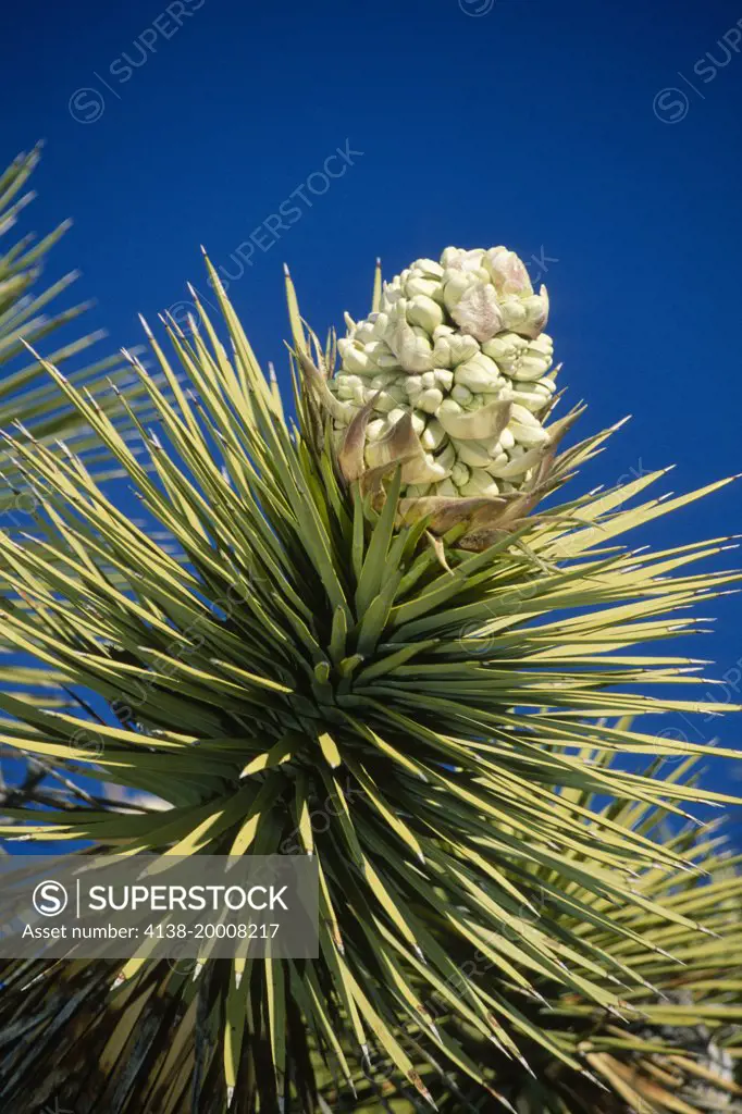 Joshua tree blossom (Yucca brevifolia), Joshua Tree National Park, California, United States