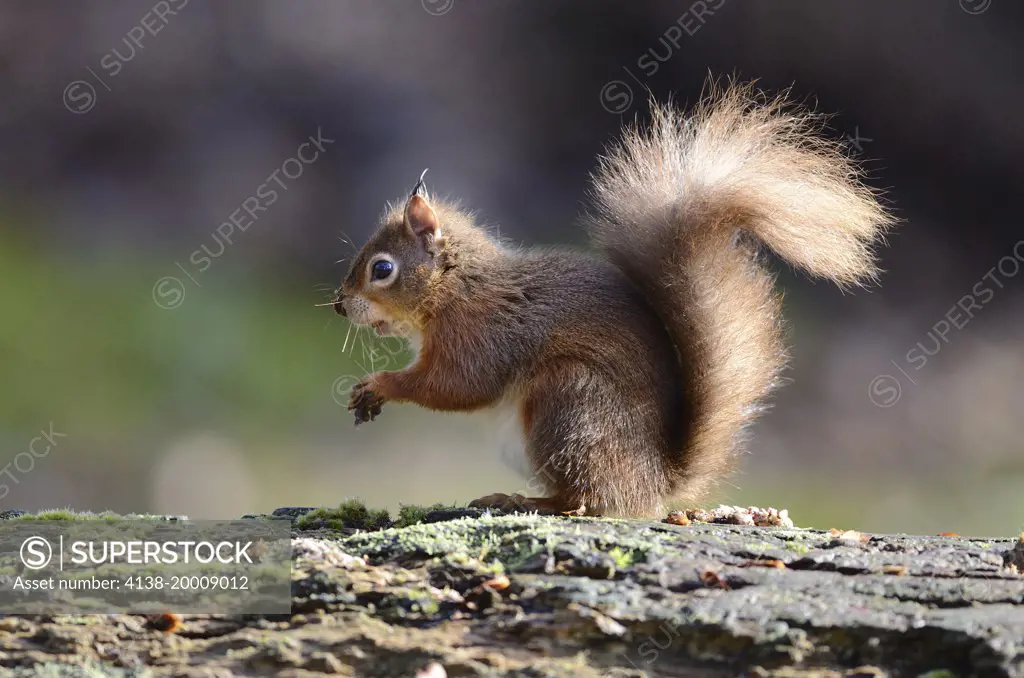 Red squirrel in winter. Brownsea Island, Dorset, UK. February 2014