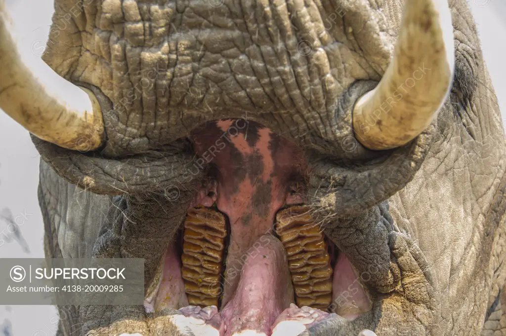 Interior of African elephant mouth showing lozenge-shaped teeth, the meaning of the name Loxodonta.