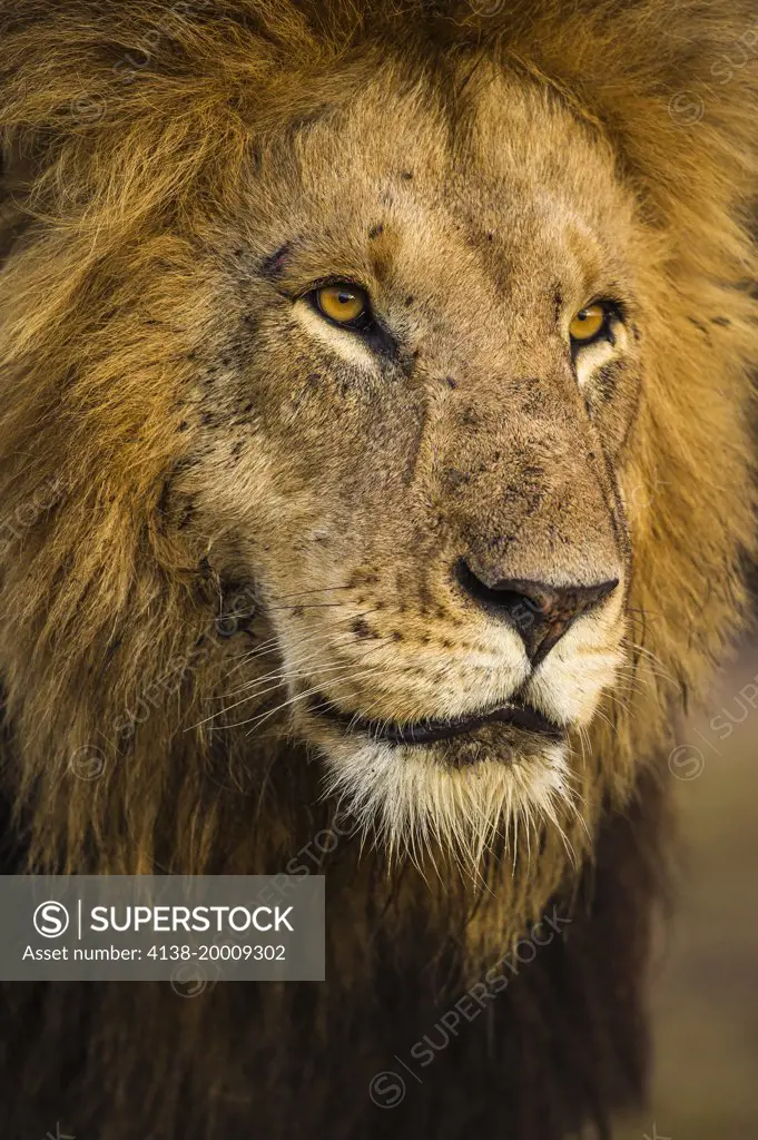 Portrait of male African lion with full golden mane, Maasai Mara National Reserve, Kenya