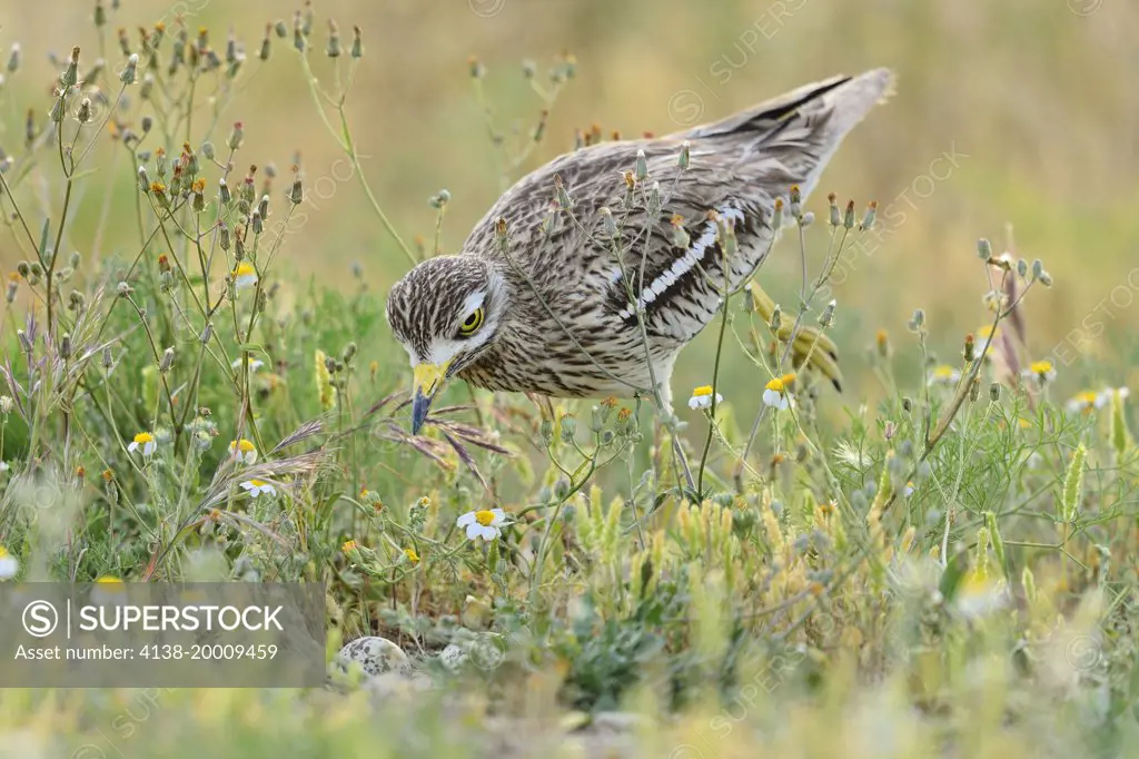STONE CURLEW (Burhinus oedicnemus) arriving at the nest with eggs.  Lleida, Catalonia. Spain.