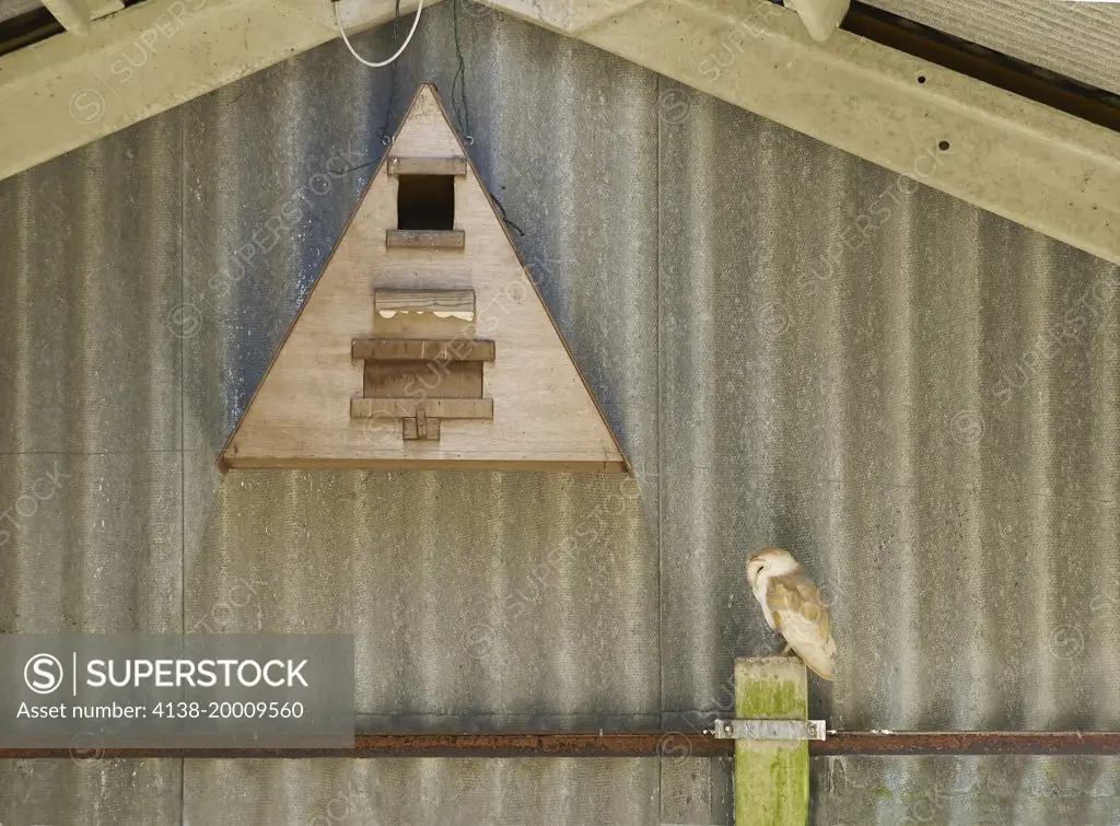 BARN OWL (Tyto alba) roosting under nestbox containing young, Sussex, England