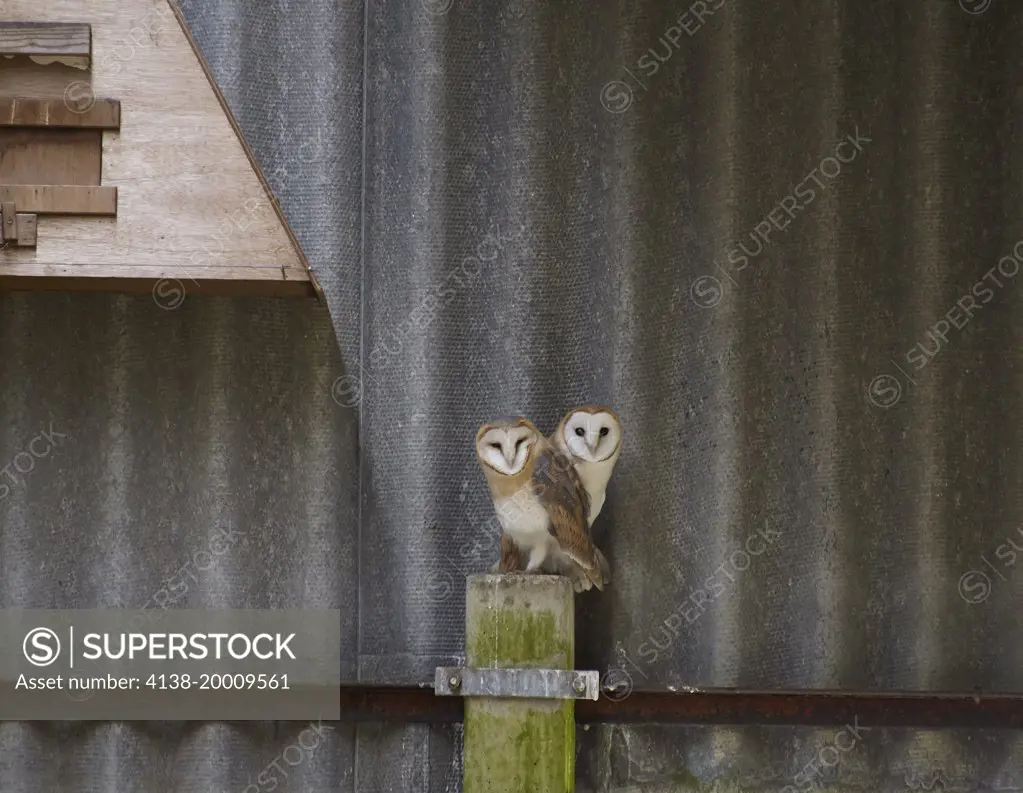 BARN OWLS (Tyto alba) juvenile left, parent right  - beneath their nesting box, Sussex, England
