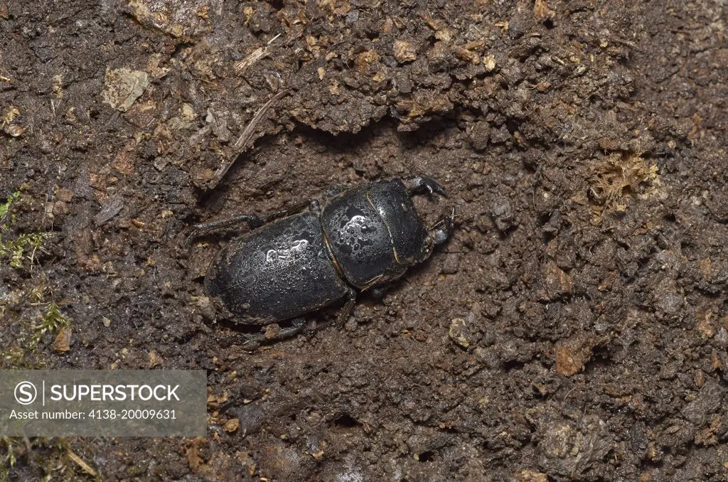 LESSER STAG BEETLE (Dorcus parrallelus) in hibernation under log (removed) Sussex, England