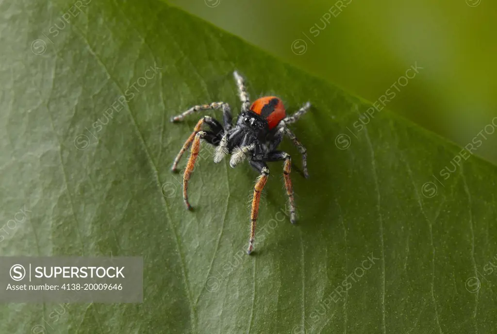 JUMPING SPIDER (Philaeus chrysops) Corfu
