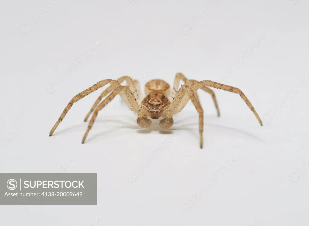 RUNNING CRAB SPIDER (Philodromus dispar) immature male Sussex, England