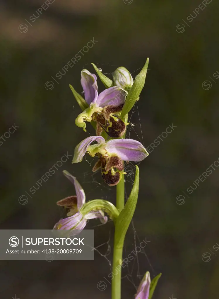 BEE ORCHID (Ophrys apifera) Menorca  (note aphids)