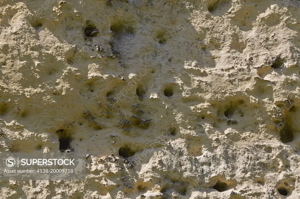 HOUSE SPARROW nest holes (their original preferred nesting location before houses were built) Menorca