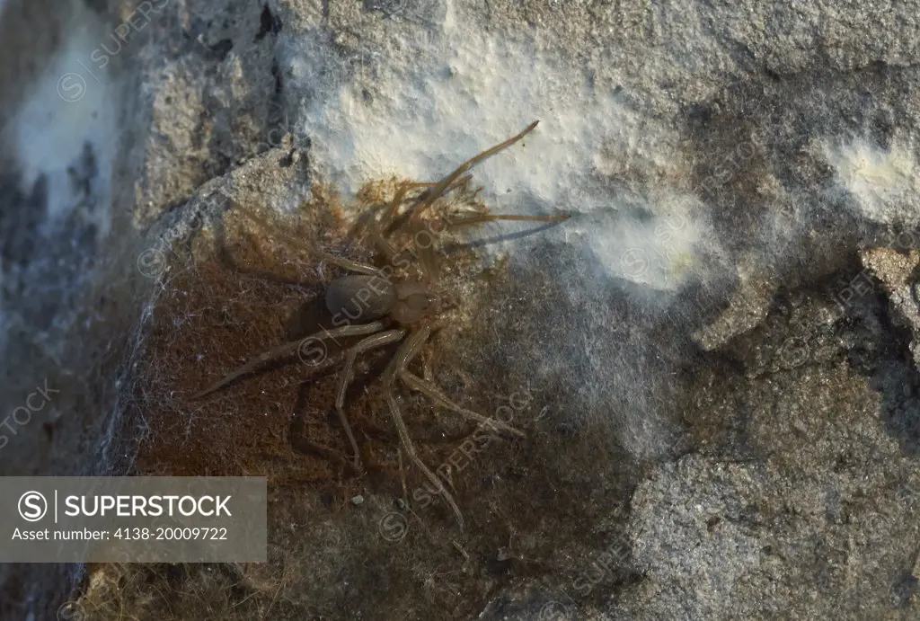 MEDITERRANEAN RECLUSE SPIDER (Loxosceles rufescens) Menorca A highly dangerous spider found lurking under stone