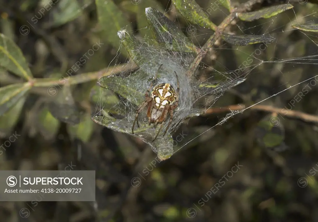 ORB WEAVER SPIDER (Aculipeira ceropegia) in its retreat Minorca