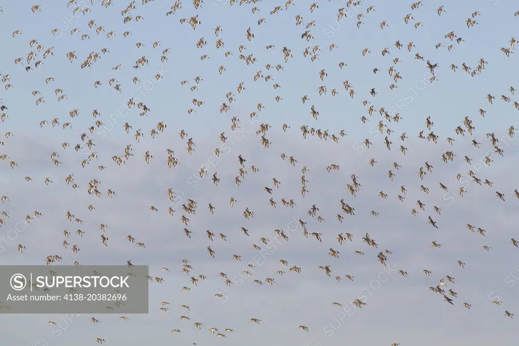 Black-tailed Godwit, L.limosa, large flock in flight, Welney Wetland Centre, WWT, winter, Norfolk UK