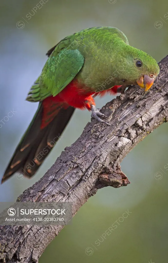 Australian King Parrot (Platycercus elegans), Fam. Psittacidae, female, Armidale, New South Wales, Australia