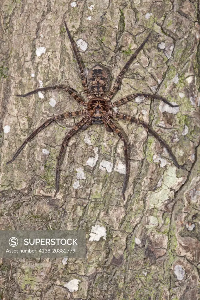 Brown Huntsman Spider (Heteropoda spp.), Fam. Sparassida, Myall Lakes National Park, New South Wales, Australia