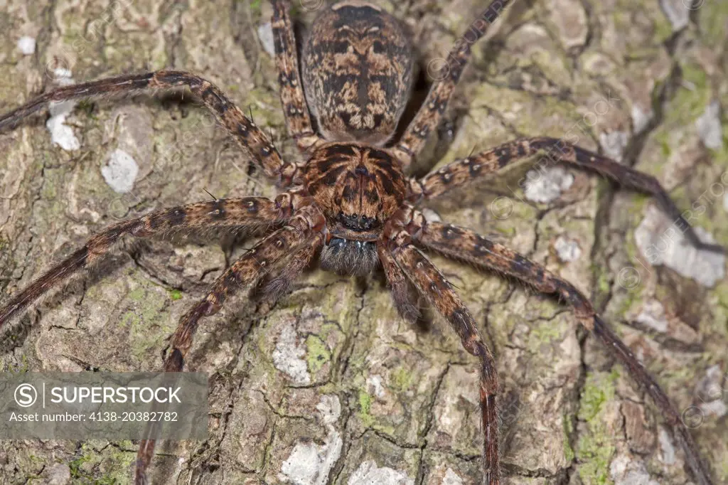 Brown Huntsman Spider (Heteropoda spp.), Fam. Sparassida, Myall Lakes National Park, New South Wales, Australia