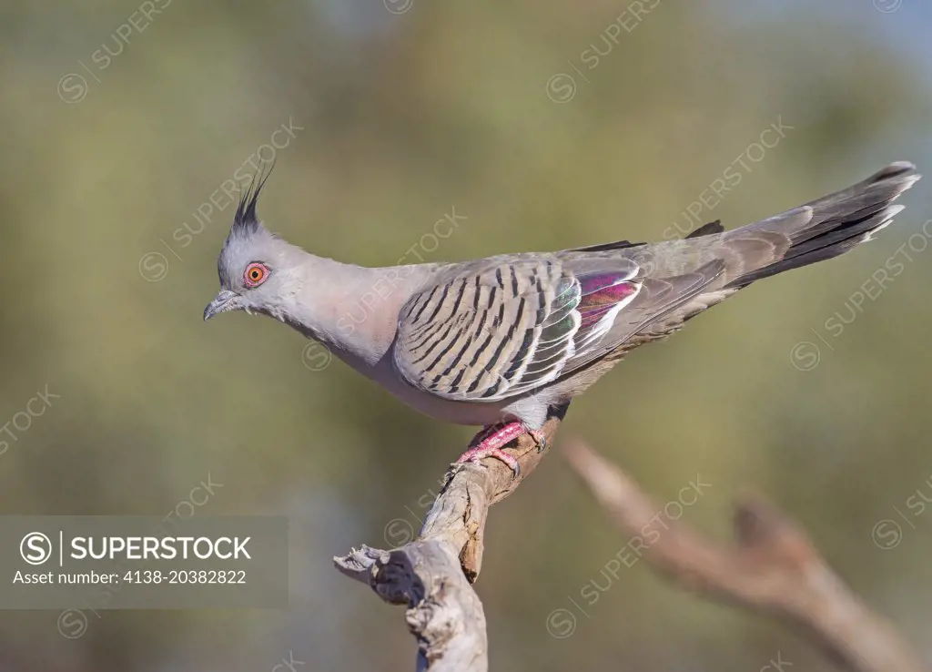 Crested pigeon (Ocyphaps lophotes), Fam. Columbidae, Mulyangarie, South Australia, Australia
