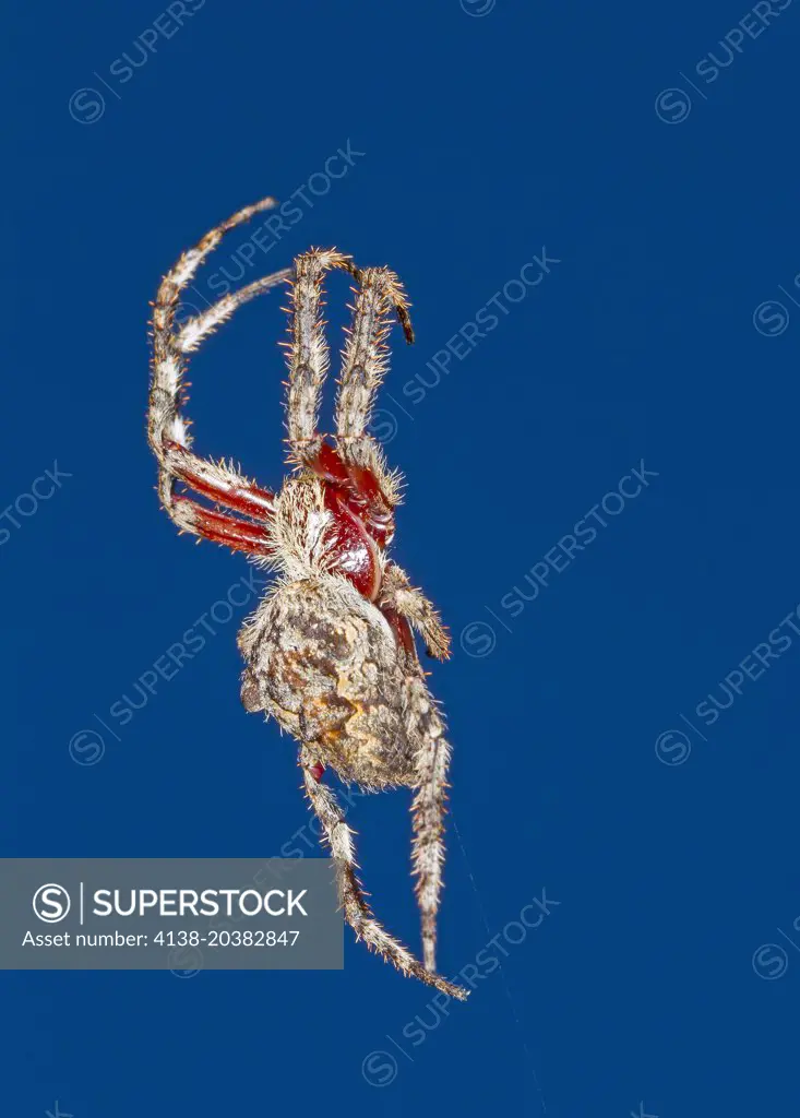Garden Spider (Eriophora spp.), Fam. Araneidae, Yarrowyck Nature Reserve, New South Wales, Australia