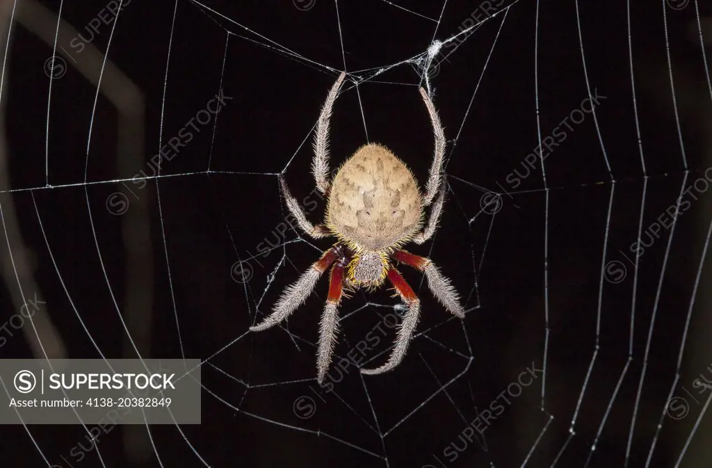 Wheel-weaving Garden Spider (Eriophora transmarina), Fam. Araneidae, Female, This spcies usually sits in the centre of the web only at night, Myall Lakes National Park, New South Wales, Australia