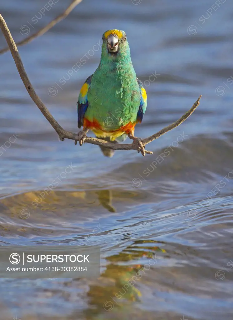 Mulga Parrot (Psephotus varius), Fam. Psittacidae, Male, Mulyangarie Station, South Australia, Australia