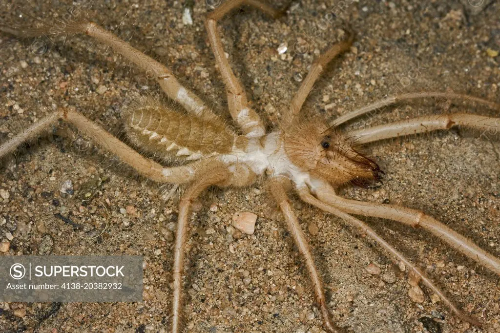 Camel Spider, Wind Scorpion, Solifugae, Male, Namibia
