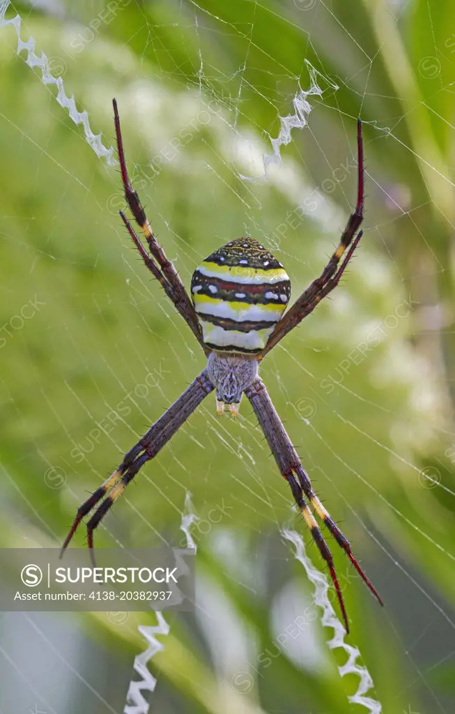 St Andrew's Cross Spider (Argiope keyserlingi) (former Argiope aetherea), Fam. Araneidae, Guy Fawkes National Park, New South Wales, Australia