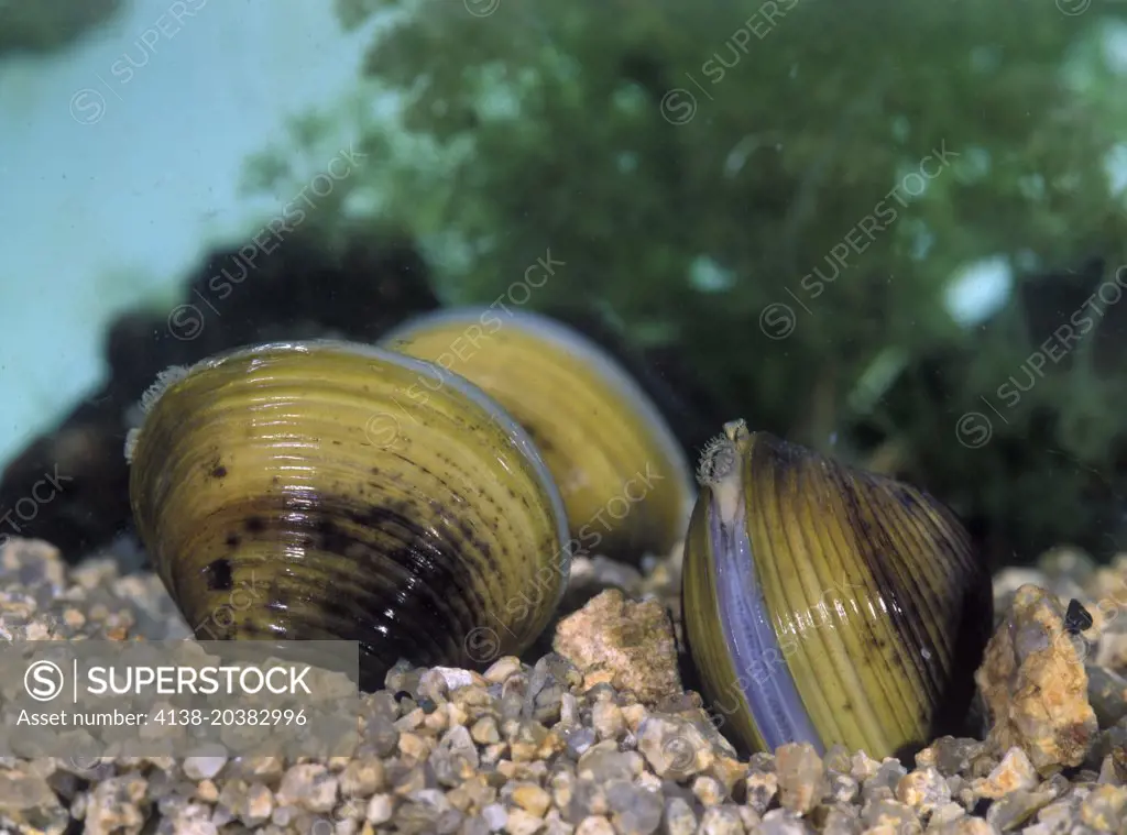 Asiatic freshwater clam, Corbicula fluminea. From Cávado River. Portugal
