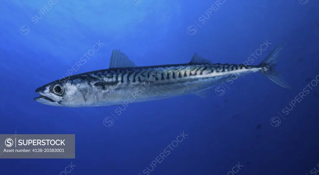Atlantic mackerel, Scomber scombrus. Lateral view. Composite image. Portugal.