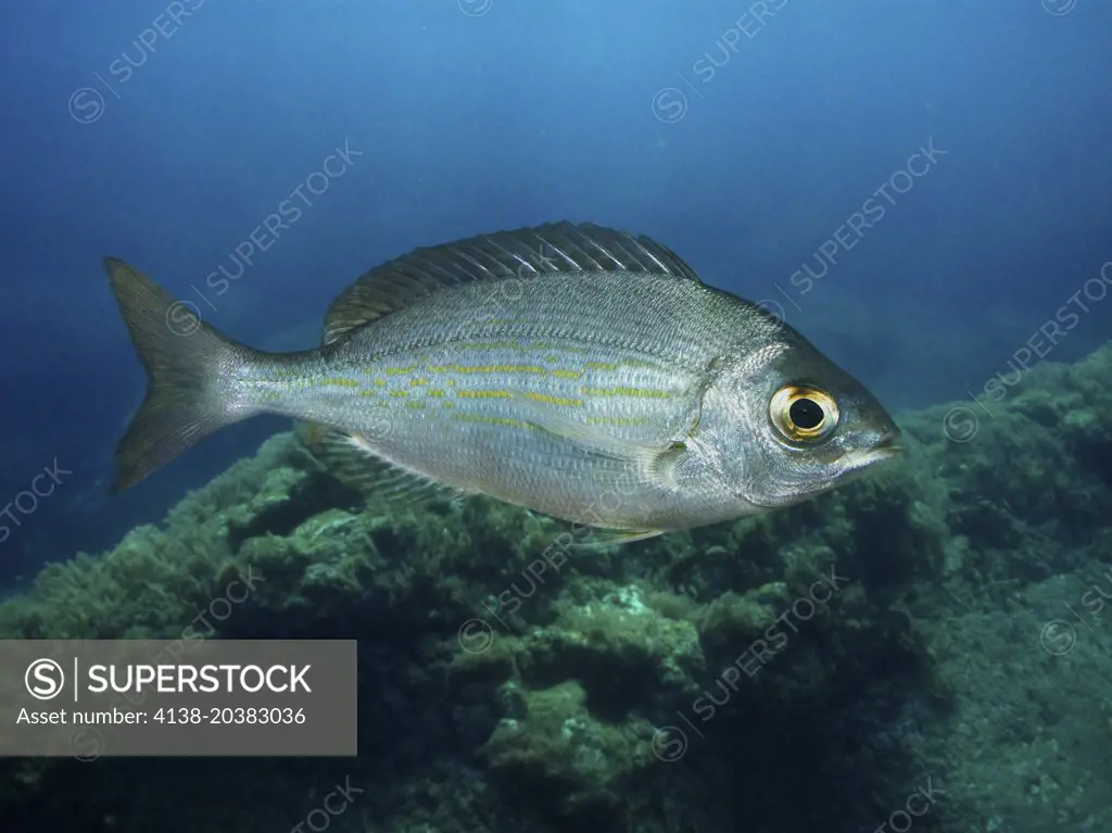 Black seabream; Spondyliosoma cantharus. Lateral view of young animal. Composite image. Portugal.