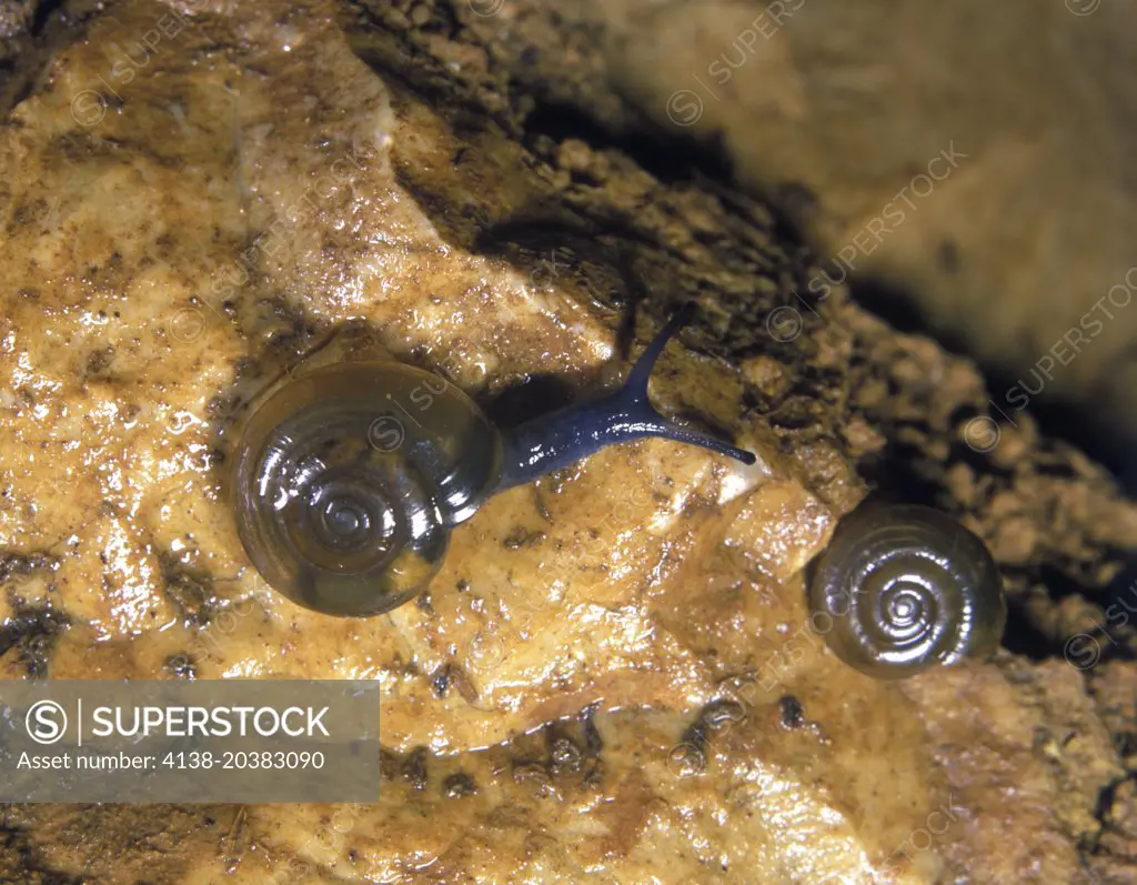 Cellar Glass-snail, Oxychilus (Oxychilus) cellarius. Inside cave.  Almonda cave, Portugal