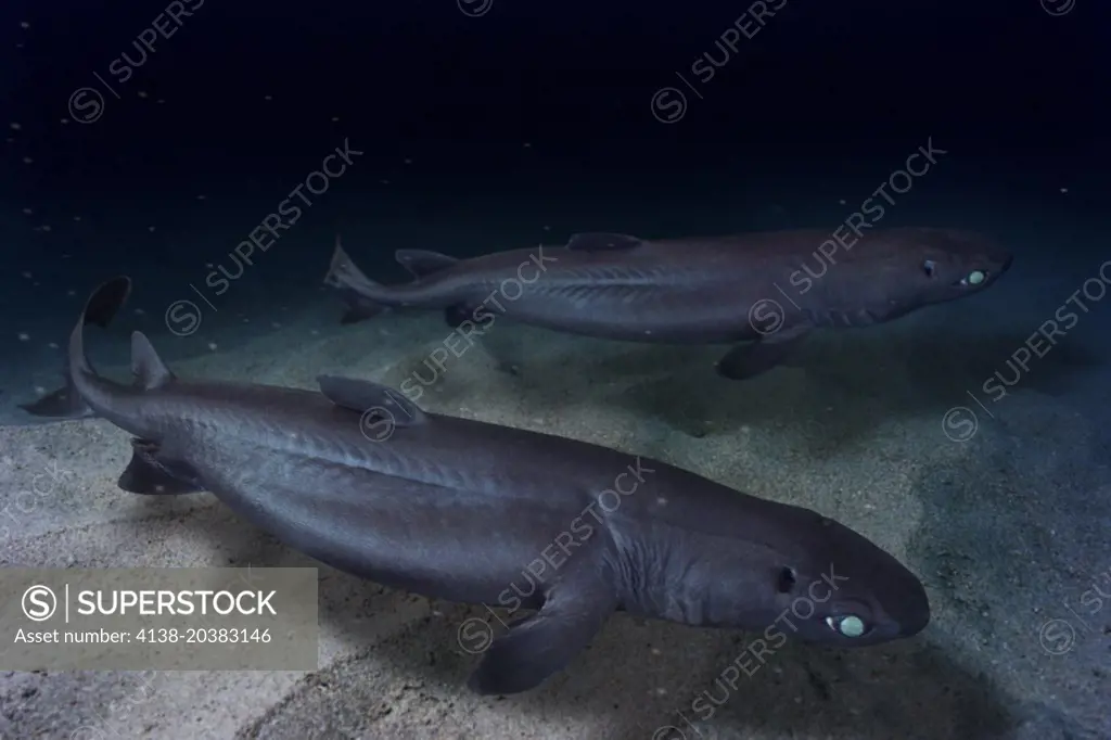 Dalatias licha,  Kitefin shark, lateral view. Composite image. Portugal