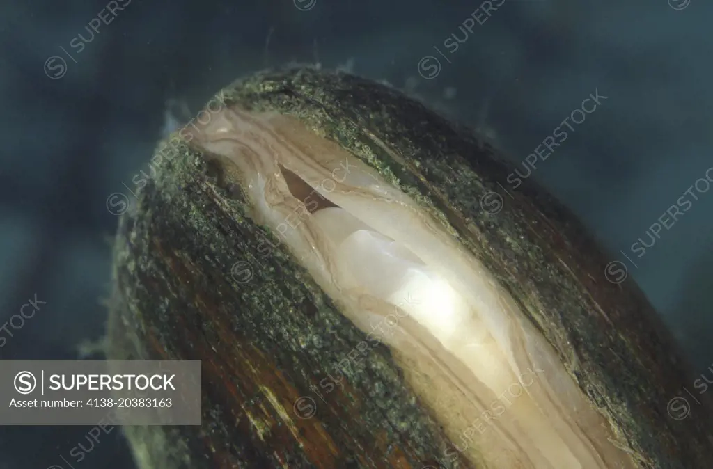 Duck mussel, Anodonta anatina. Detail of mantle and gills. From Guadiana River, Portugal