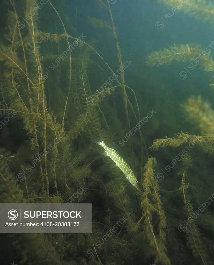 Eurasian water-milfoil, Myriophyllum spicatum. Underwater with young Pike, Esox lucius. Azores, Portugal.