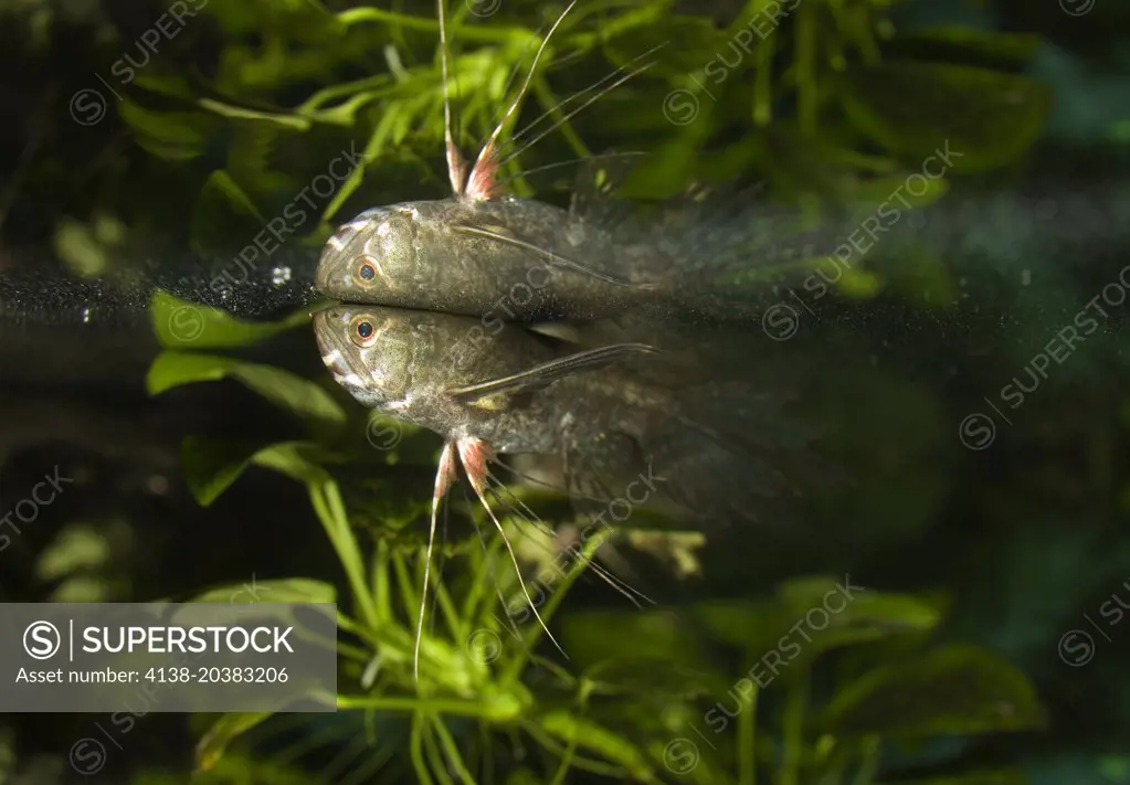 Freshwater butterflyfish, Pantodon buchholzi. Aquarium. Portugal