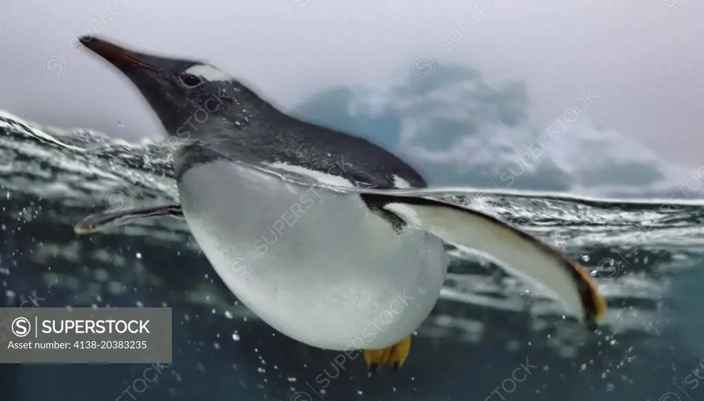 Gentoo penguin, Pygoscelis papua. Composite image. 